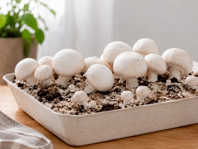 Champiñones blancos creciendo en un kit de cultivo doméstico