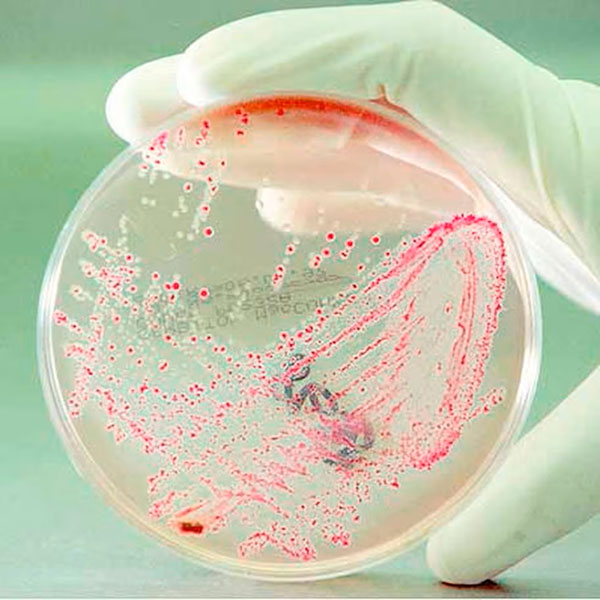 cultivo de cepas bacterianas en placa