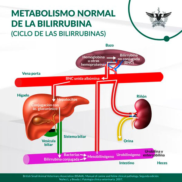 ciclo de las biliburrinas esquema