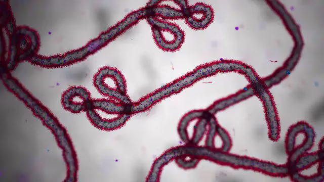 virus del Ébola Bundibugyo