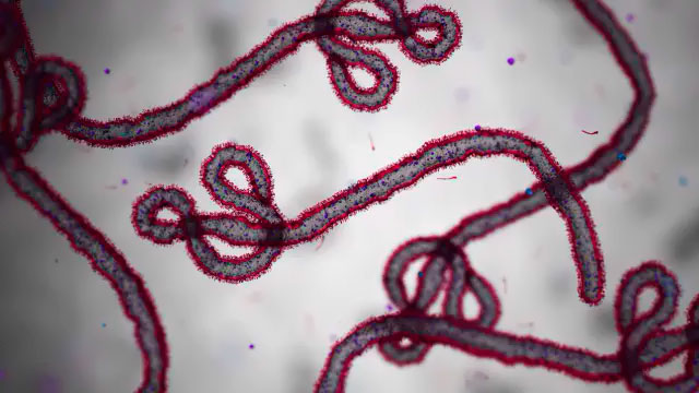 virus del Ébola Bundibugyo