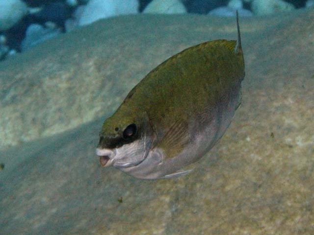 Peces conejo del género Siganus presentes en ecosistemas del mar Mediterráneo