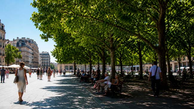 Arbolado urbano proporcionando sombra y reduciendo el estrés térmico en una plaza
