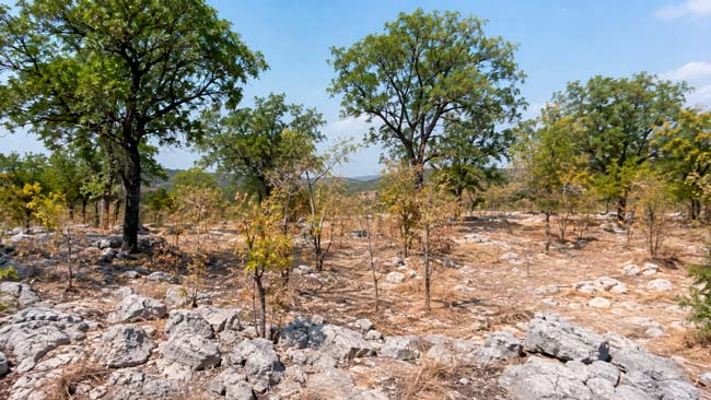 Árboles jóvenes en un bosque kárstico sometido a una sequía prolongada