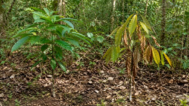 Árboles de la misma especie mostrando diferente respuesta frente al estrés por sequía
