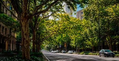 Árboles urbanos en una ciudad donde la elección de especies puede influir en la formación de ozono