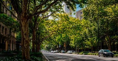 Árboles urbanos en una ciudad donde la elección de especies puede influir en la formación de ozono