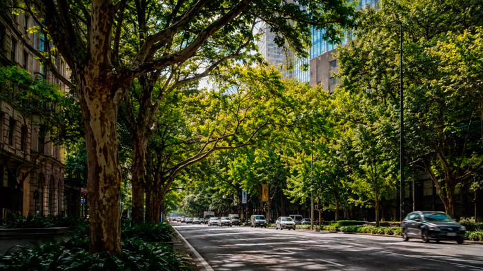Árboles urbanos en una ciudad donde la elección de especies puede influir en la formación de ozono