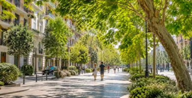 Árboles urbanos que ayudan a reducir la temperatura de las ciudades