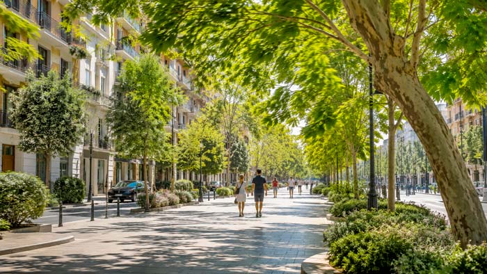 Árboles urbanos que ayudan a reducir la temperatura de las ciudades