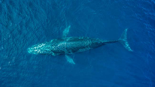Ballena jorobada cerca de la superficie durante un comportamiento que puede aumentar el riesgo de colisión