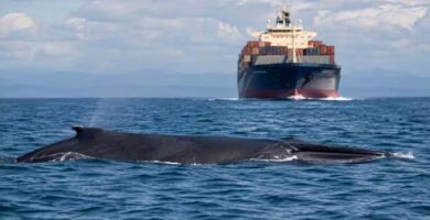 Ballena cerca de la superficie en una zona de navegación con grandes barcos