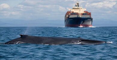 Ballena cerca de la superficie en una zona de navegación con grandes barcos