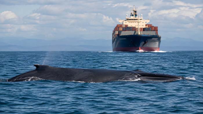 Ballena cerca de la superficie en una zona de navegación con grandes barcos