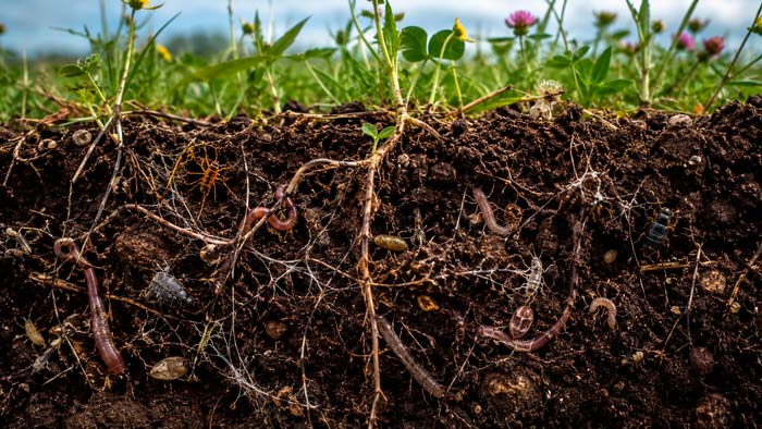 Biodiversidad invisible del suelo con raíces, lombrices y otros organismos edáficos
