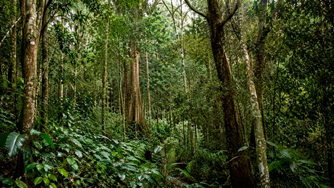 Bosque tropical brasileño con diferentes especies de árboles relacionadas con el almacenamiento de carbono