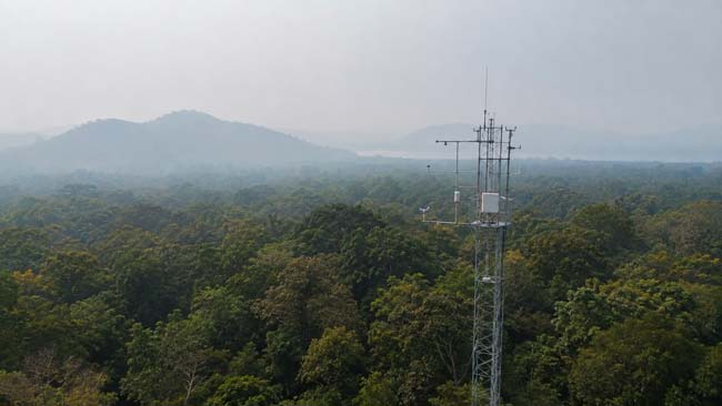 Bosque bajo una atmósfera con partículas finas durante un estudio del intercambio de carbono y agua