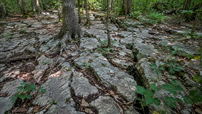 Bosque kárstico con suelo poco profundo y raíces creciendo entre fracturas de roca caliza