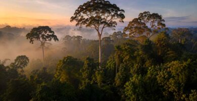 Bosque tropical cuyos árboles pueden presentar distinta capacidad de adaptación a la sequía