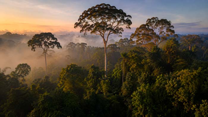 Bosque tropical cuyos árboles pueden presentar distinta capacidad de adaptación a la sequía