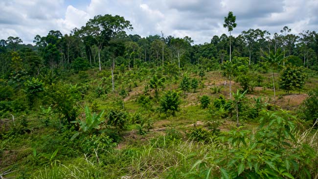 Área tropical donde el bosque vuelve a crecer de forma natural