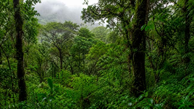 Paisaje forestal del sur de Brasil donde se estudia la evolución del sumidero de carbono