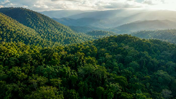 Bosque tropical de Brasil visto desde el aire durante un estudio sobre su capacidad para almacenar carbono