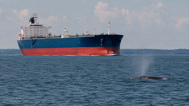 Gran buque navegando en una zona frecuentada por ballenas con riesgo de colisión