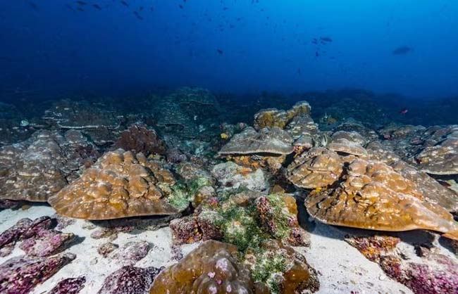 Investigadores analizando un coral de Galápagos que conserva información sobre temperaturas del océano
