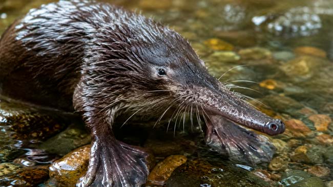 Desmán ibérico en el agua mostrando su hocico alargado y patas adaptadas al medio acuático