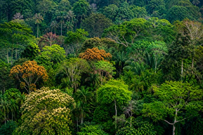 Bosque tropical con distintas especies de árboles formando un dosel de gran diversidad vegetal