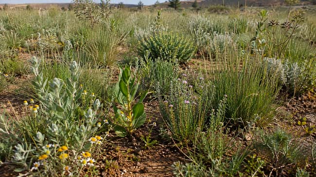 Diferentes especies de plantas creciendo juntas en un pastizal sometido a sequía