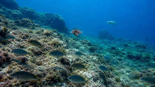Ecosistema marino mediterráneo afectado por la expansión de especies no autóctonas