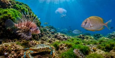Especies no autóctonas que están transformando la biodiversidad del mar Mediterráneo