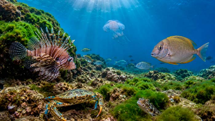Especies no autóctonas que están transformando la biodiversidad del mar Mediterráneo