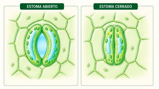 Esquema comparativo de un estoma abierto y un estoma cerrado en la epidermis de una planta