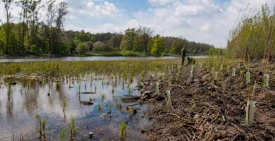 Proyecto de restauración de un ecosistema natural financiado mediante fondos europeos