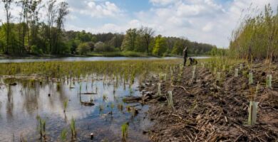 Proyecto de restauración de un ecosistema natural financiado mediante fondos europeos