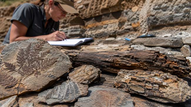 Fósiles de hojas utilizados para reconstruir los bosques del Paleoceno-Eoceno