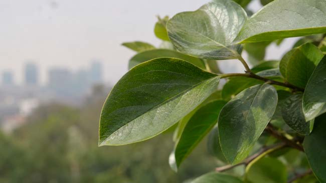 Hojas de plantas expuestas a contaminación atmosférica por partículas finas PM2,5
