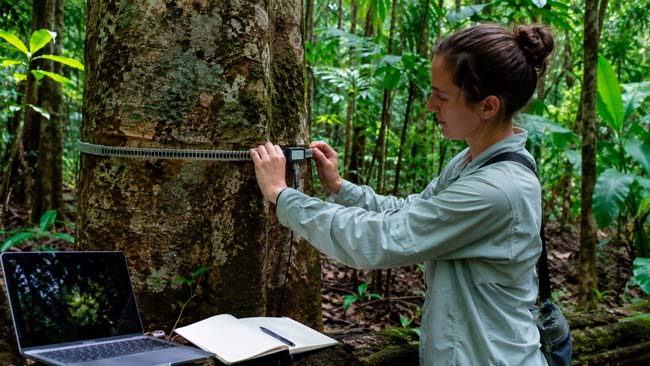 Investigadora midiendo un árbol tropical para estudiar su respuesta y adaptación a la sequía
