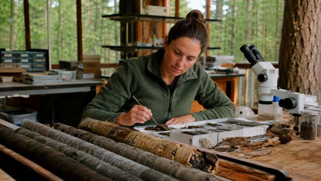 Investigadora analizando fósiles vegetales para estudiar el calentamiento del Paleoceno-Eoceno
