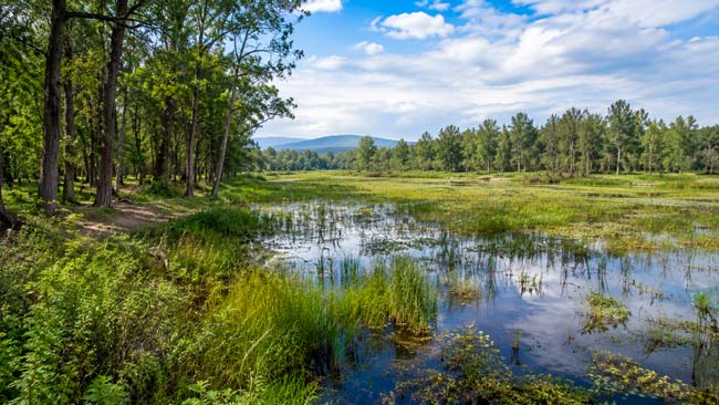 Marisma y bosque inundable restaurados para retener agua y reducir el riesgo de inundaciones