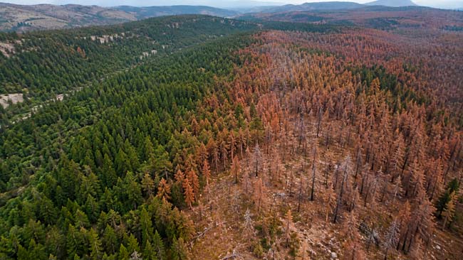 Bosque afectado por calentamiento y sequía con pérdida y mortalidad de árboles