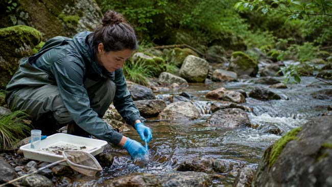 Investigadora realizando un muestreo en un arroyo para estudiar la salud del río y la conservación del desmán ibérico