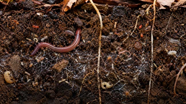 Lombrices, artrópodos y otros organismos que forman parte de la biodiversidad del suelo