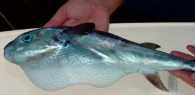 Pez globo plateado Lagocephalus sceleratus, especie no autóctona del Mediterráneo