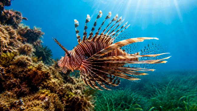 Pez león, una de las especies invasoras que se expanden por el mar Mediterráneo