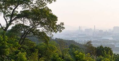 Vegetación expuesta a contaminación por partículas PM2,5 en la atmósfera