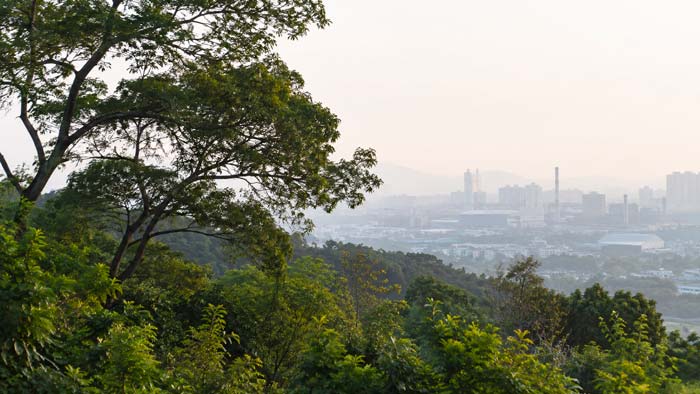 Vegetación expuesta a contaminación por partículas PM2,5 en la atmósfera